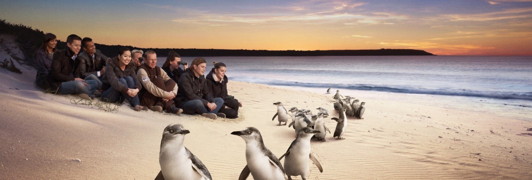 Philip Island Trip - Penguin Parade