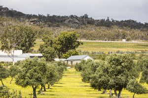 Visit olive groves in the Grampians