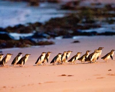 Phillip Island