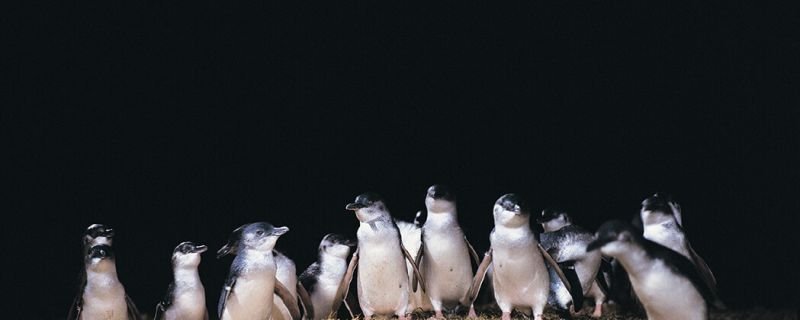 Phillip Island Nature Park