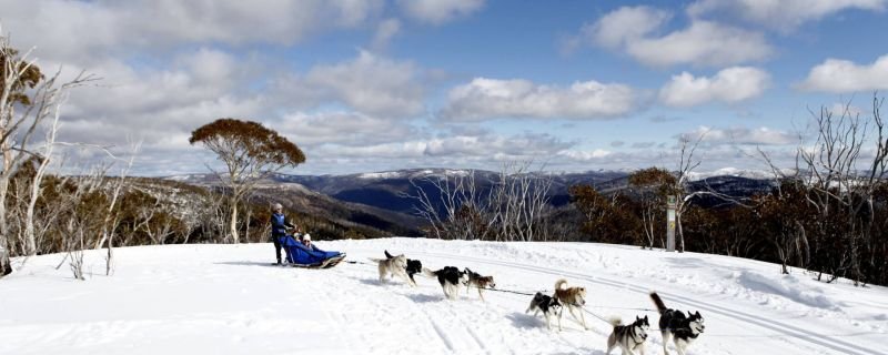 Dog sledding through the snow