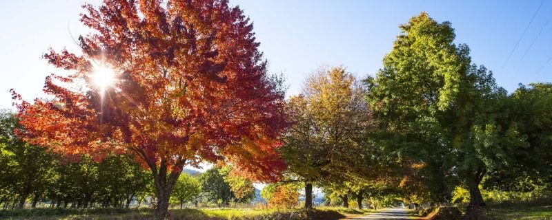 The turning of the leaves in the High Country in Autumn