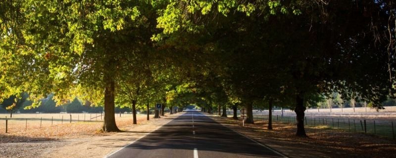 Entrance into Bright on a autumn morning along the Great Alpine Rd in Victoria