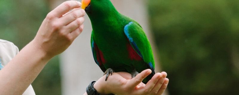 Healesville 3