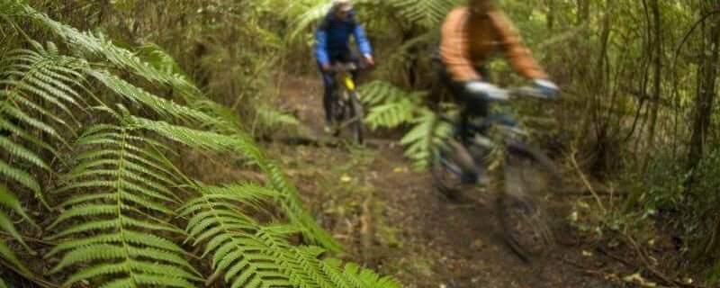 Melbourne Private Tours Dandenong Ranges Day Tour Bike trail